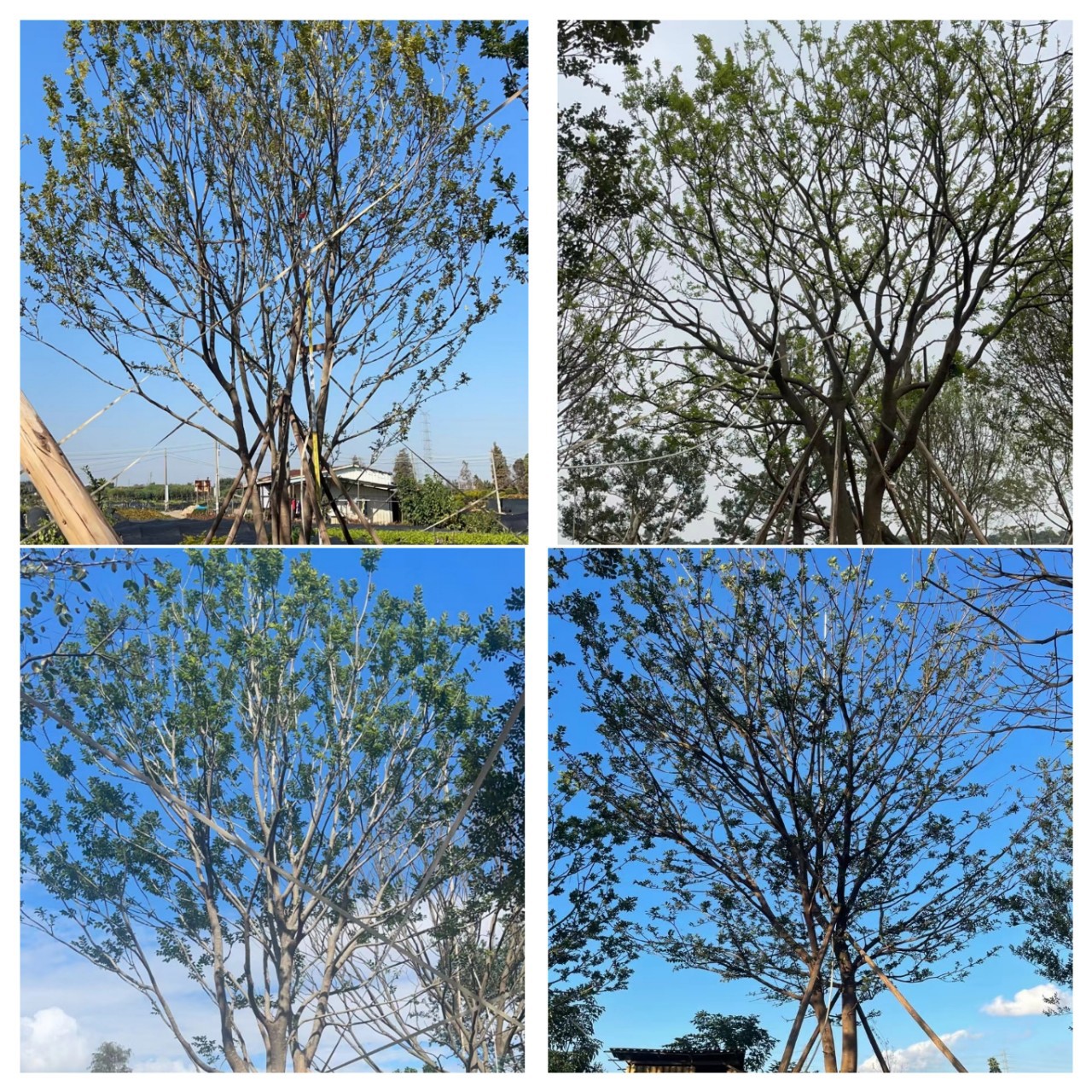 特选朴树 丛生朴树 主景乔木 高度8-12米-阿里巴巴