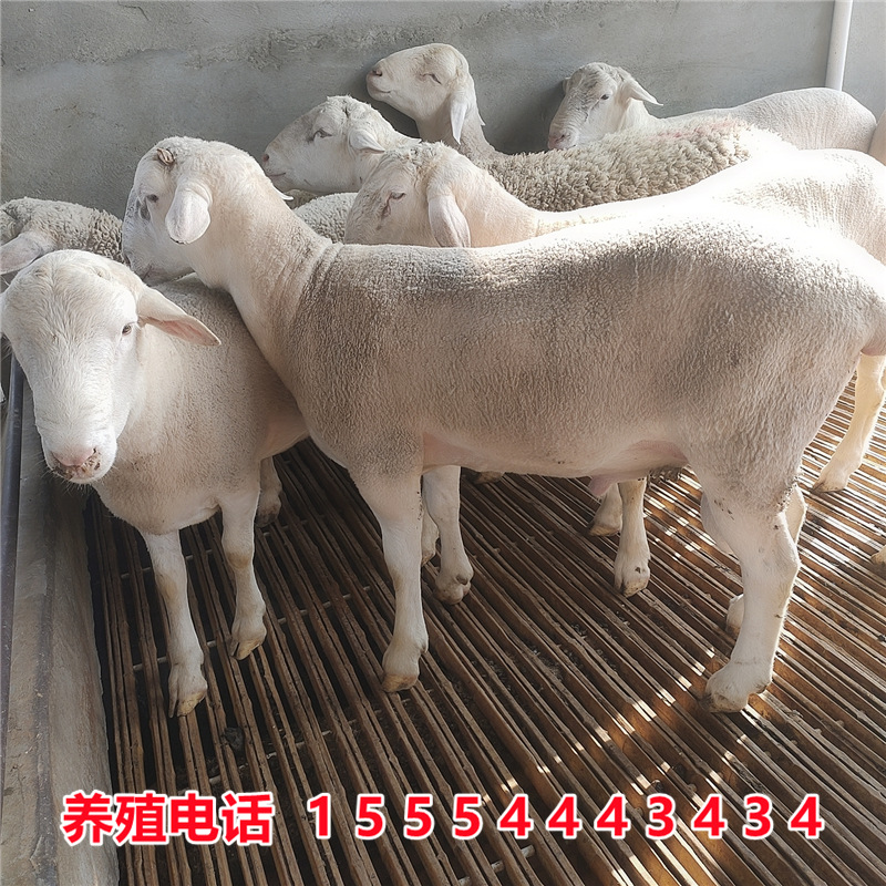 澳洲白小尾寒羊萨福克羊小绵羊糕黑头绵羊湖羊母羊