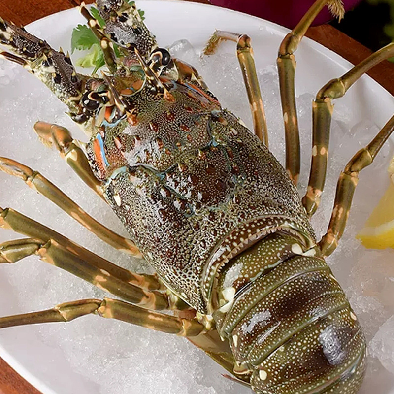古巴龙虾 特大 生冻波龙澳龙餐饮店海鲜小蜜蜂小青龙龙虾生鲜海鲜