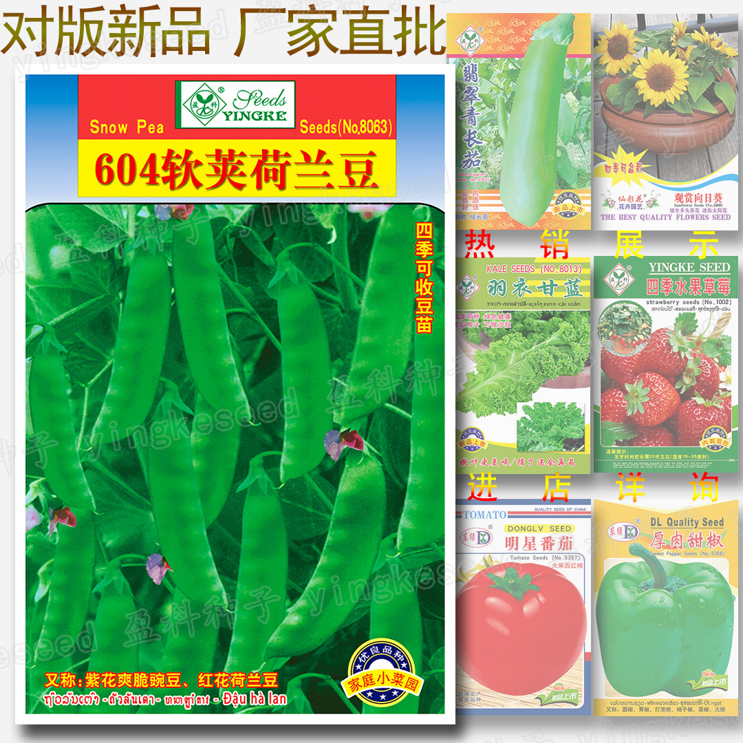604软荚荷兰豆种籽 约50粒爽口紫花红花豌豆 四季 芽苗菜种子批发