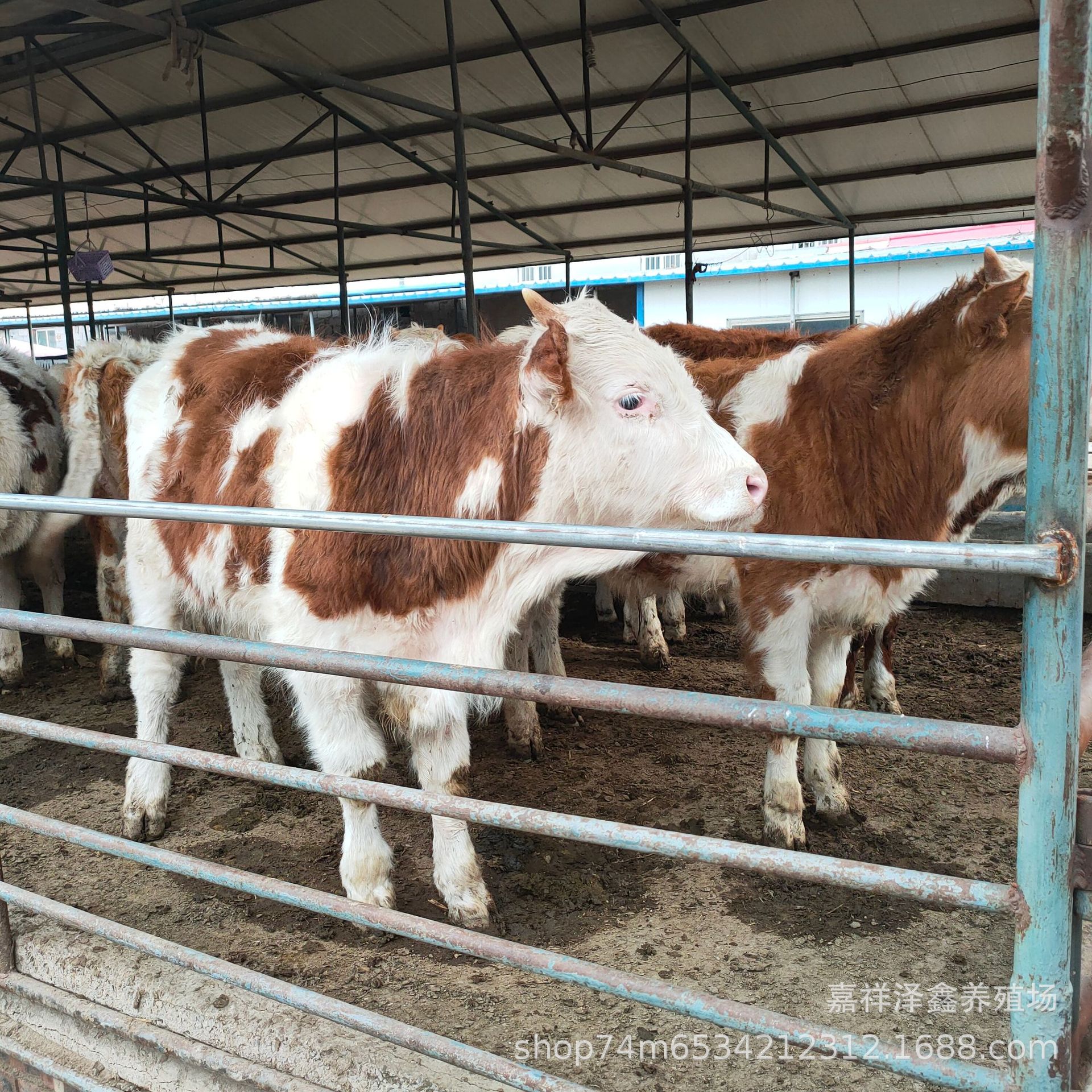 出售五代西门塔尔种牛 怀孕大母牛 三百斤改良肉牛西门塔尔牛价格