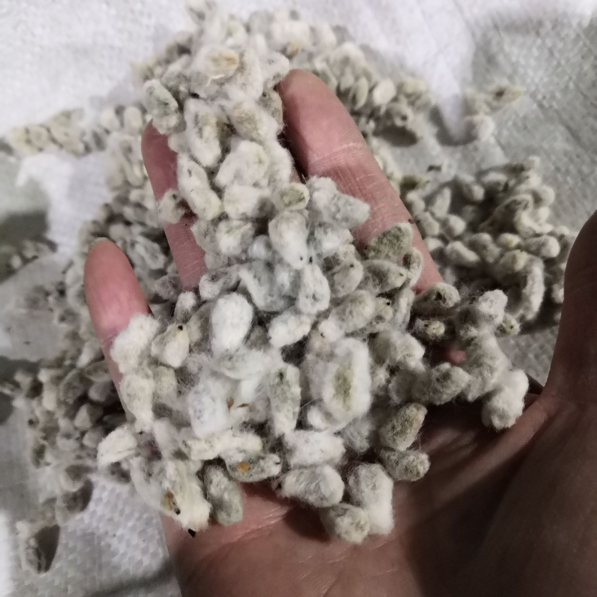 中药材棉花籽 野棉花籽 棉花子 实物拍摄 批发零售