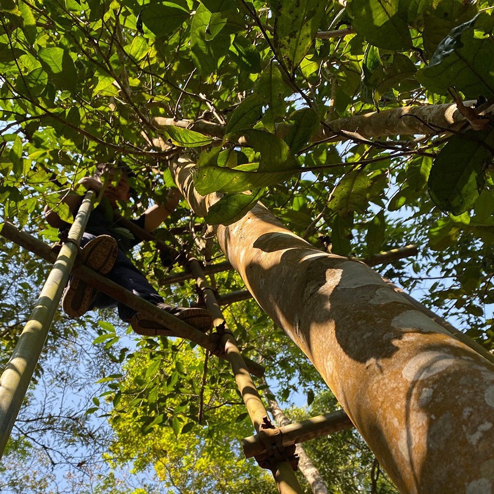 皇室贡茶王子山高杆 2021春茶现货古树头春100g得之