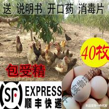 土鸡种蛋受精蛋可孵化种柴鸡小鸡苗散养青脚笨鸡蛋40枚装价