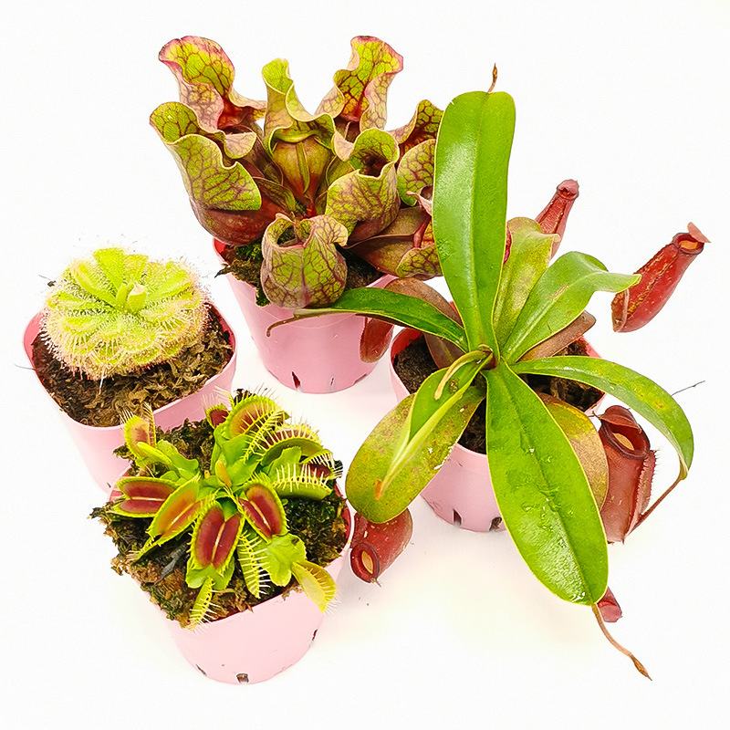 菲朗食虫植物 四大名捕新奇特捕蝇草瓶子草猪笼草茅膏菜新手易养