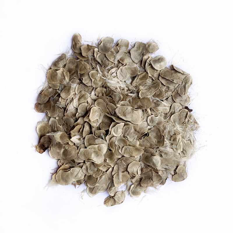 林木树种籽黄花风铃木种子风铃木种子风景树绿化苗木种子四季播种