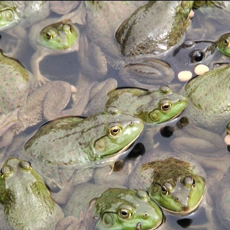 【田鸡鲜活】-田鸡鲜活厂家,品牌,图片,热帖-阿里巴巴