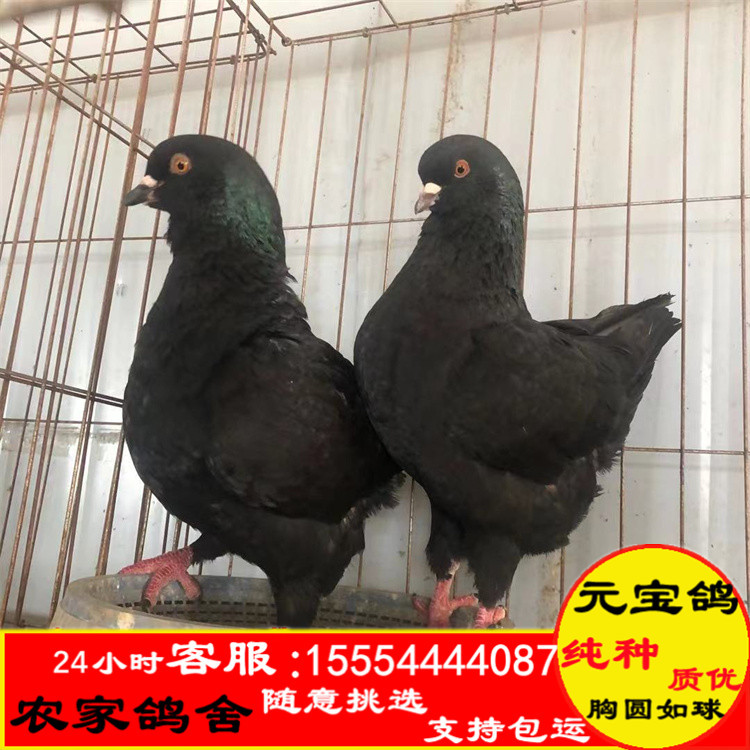 黑色大体元宝鸽幼鸽出售,元宝鸽子黑色种鸽多少钱