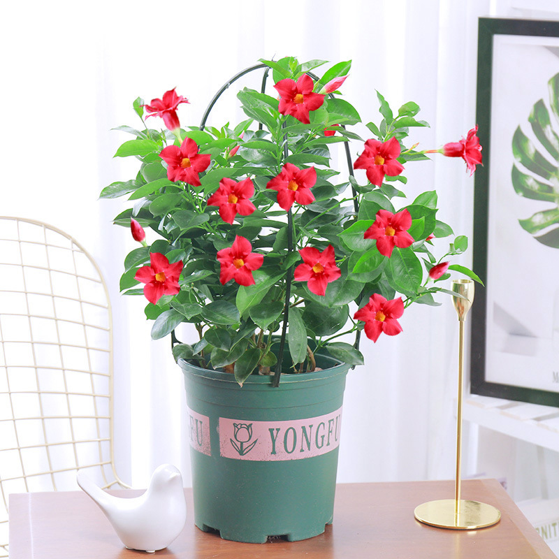 万里飘香藤′室内花盆栽客厅四季开花阳台花卉植物带花苞花苗攀爬