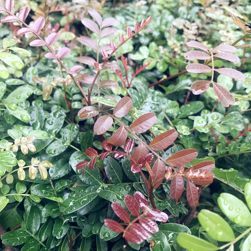 观叶芳香绿植物盆栽正宗云南红芽清香木树四季常青耐寒