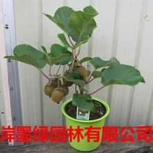 猕猴桃树果苗嫁接徐香红心软枣猕猴桃苗南方北方种植弥猕猴桃苗