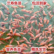 兰寿鱼苗小金鱼观赏鱼水花活体冷水鱼奶牛纯种精品好养耐活便宜兰