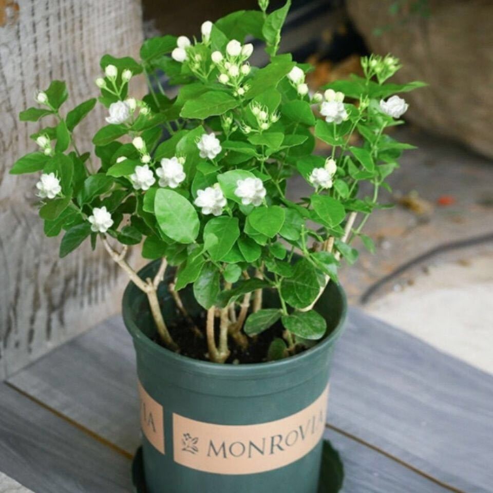 绿植室内茉莉花盆栽浓香型重瓣好养阳台植物驱蚊速卖通一件代发