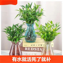 驱蚊竹柏水培植物室内水养绿植花卉盆栽办公室四季常青草好养客厅