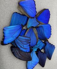 蓝闪夜明珠翅膀 杂蝶翅膀，蜻蜓翅膀 多种翅膀随机发 轻微小瑕疵