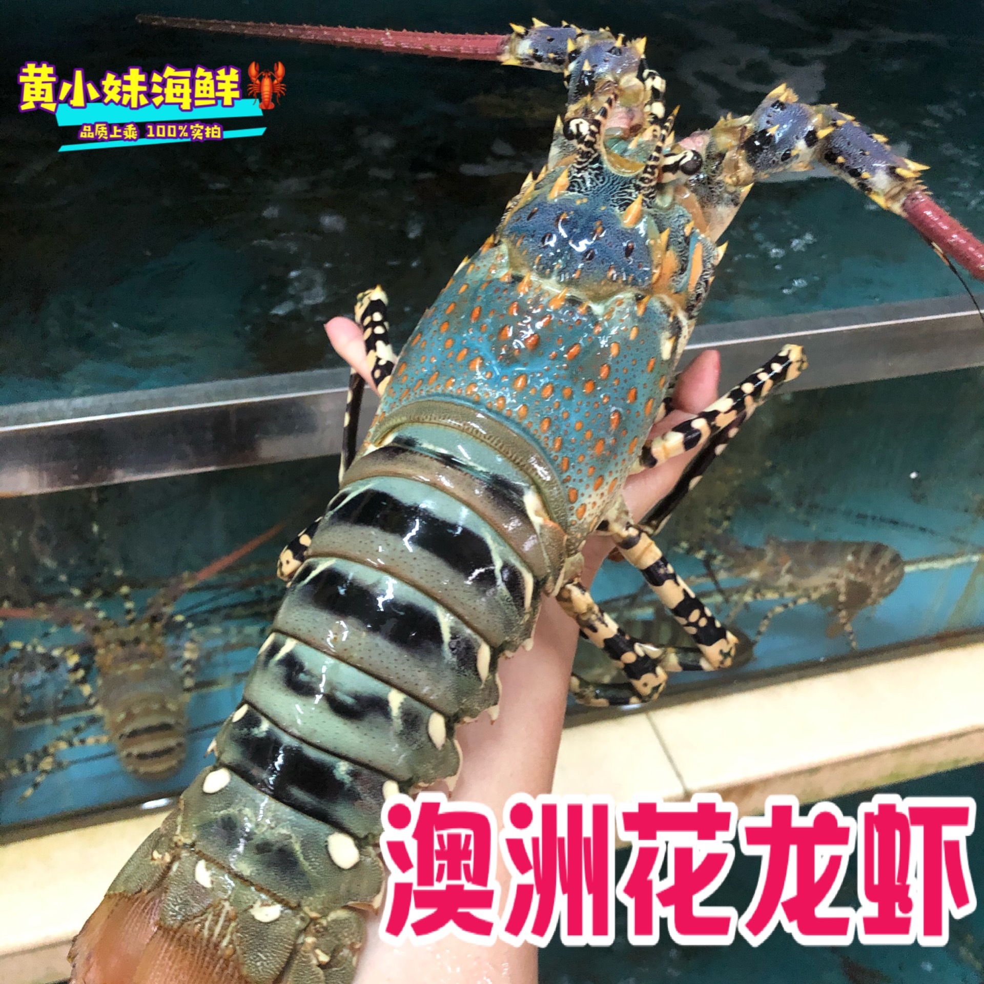 鲜活大花龙虾进口澳州龙虾野生海捕大青龙活体锦绣大龙虾500g