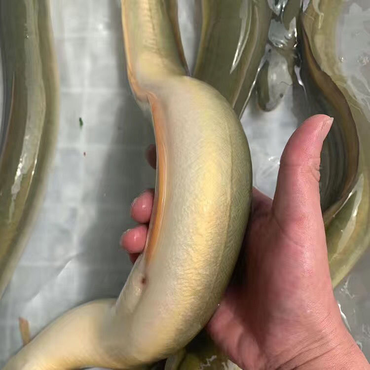 鳗鱼黄金鳗鱼黑鬼鳗鱼南美洲电鳗鱼苗活体淡水鱼观赏鱼苗活体