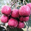 Hawthorn wholesale direct Wild Hawthorn Little Venus Fresh fruit Shan Lihong Sweet and sour Venus Manufactor Independent