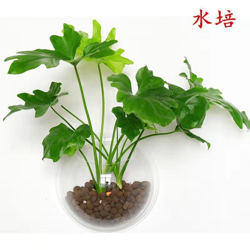 土石陶粒土多肉植心球花卉垫底绿萝铺面防烂根园艺水培君子兰