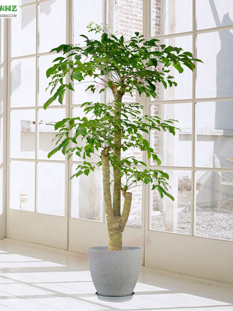 室内绿植幸福树盆栽大型客厅植物大颗绿宝办公室吸甲醛净化空气