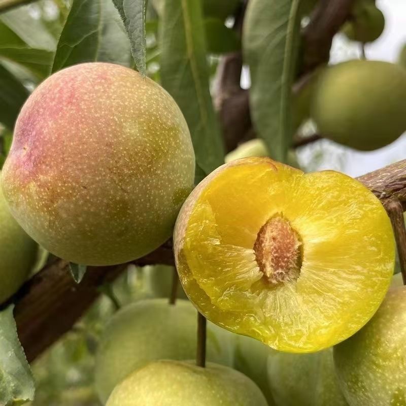 四川茵红李半边红李子青红脆李脱骨脆甜新鲜水果李子产地直发5斤