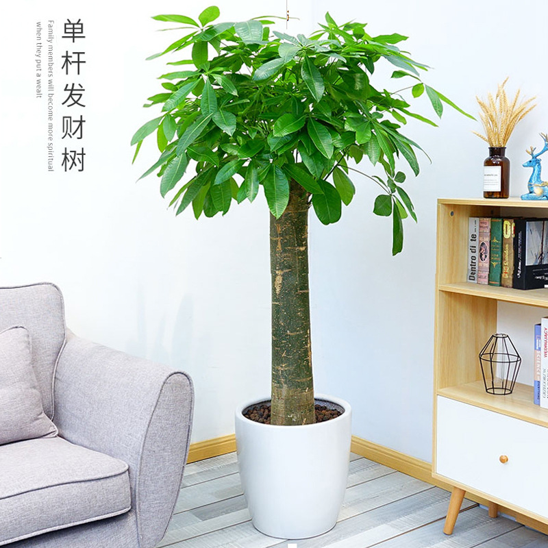 发财树盆栽花卉植物大室内花绿植小盆景办公室客厅绿萝摇钱树包邮-阿
