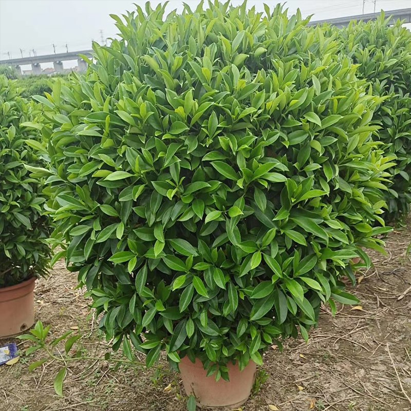 非洲茉莉花苗盆栽四季常青大型绿植物灰莉办公室内外阳台