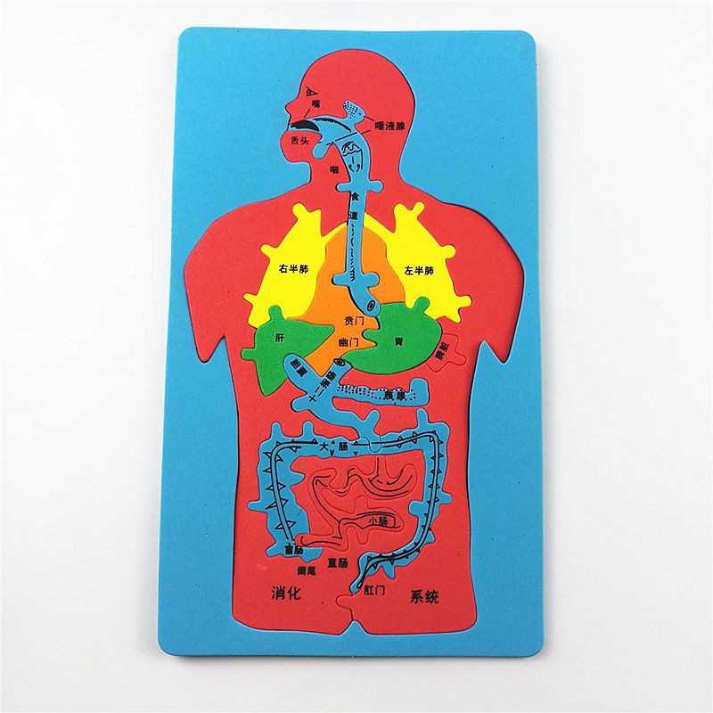 人体消化系统器官认识拼图eva科技小制作内脏拼图模型科学实验