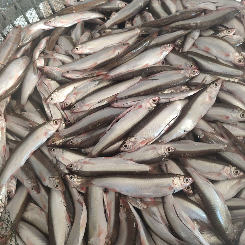 小鱼仔批发新鲜小杂鱼野生新鲜刁子鱼鱼去鳞去内脏小白条鱼餐条鱼