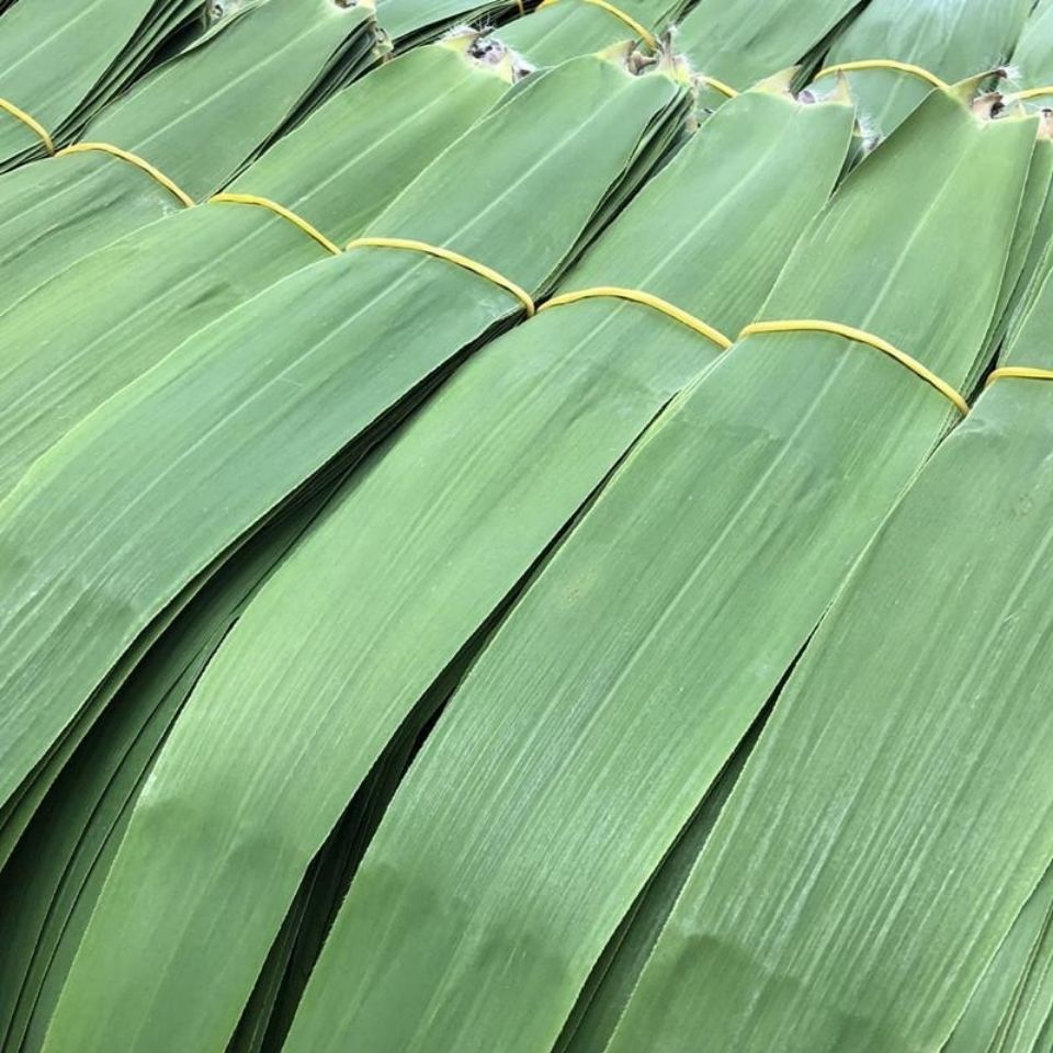 骆马湖新鲜粽叶芦苇叶 粽子叶  鲜粽叶 棕叶子 包粽子皮 现摘发货