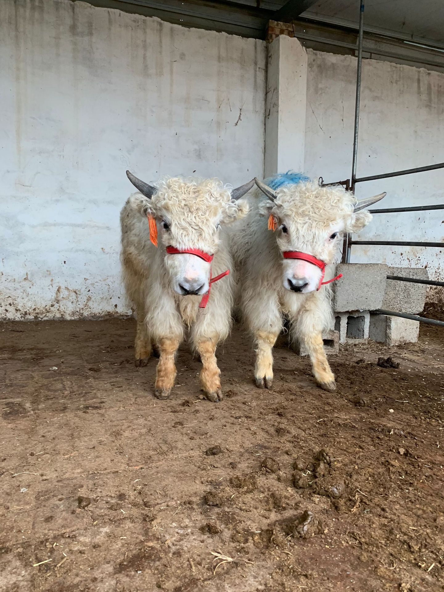 出售小牛犊 牦牛犊 黑白牦牛犊白牦牛多少钱耗牛活体