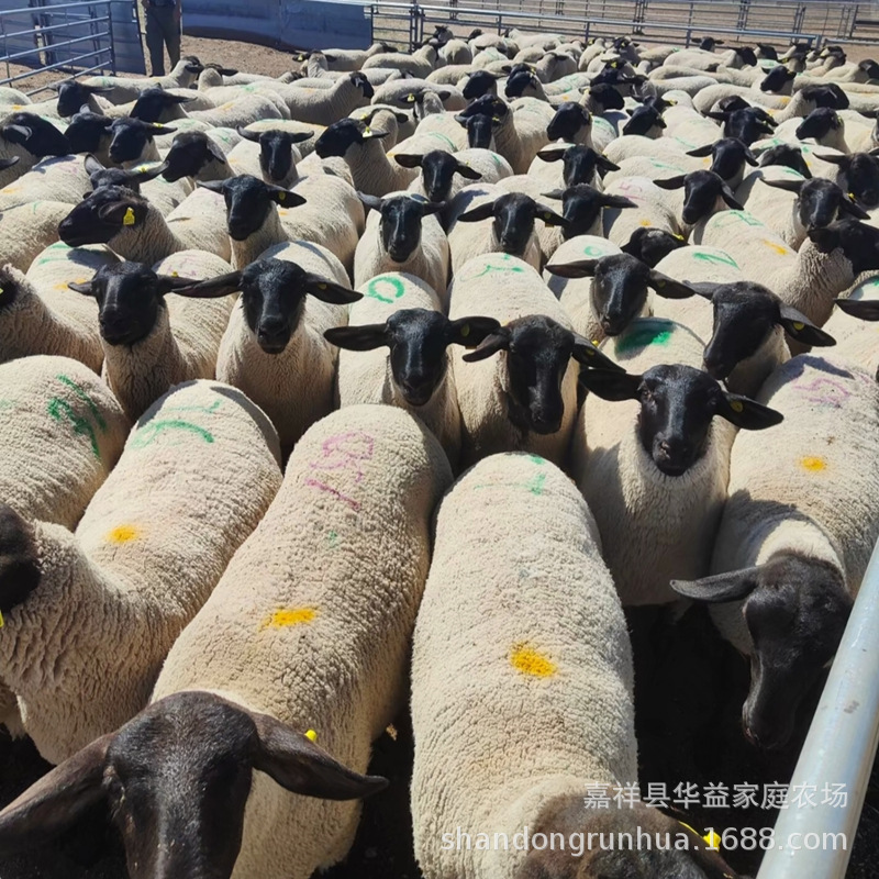 萨福克羊价格 澳洲白绵羊母羊小羊萨福克绵羊崽活体-阿里巴巴