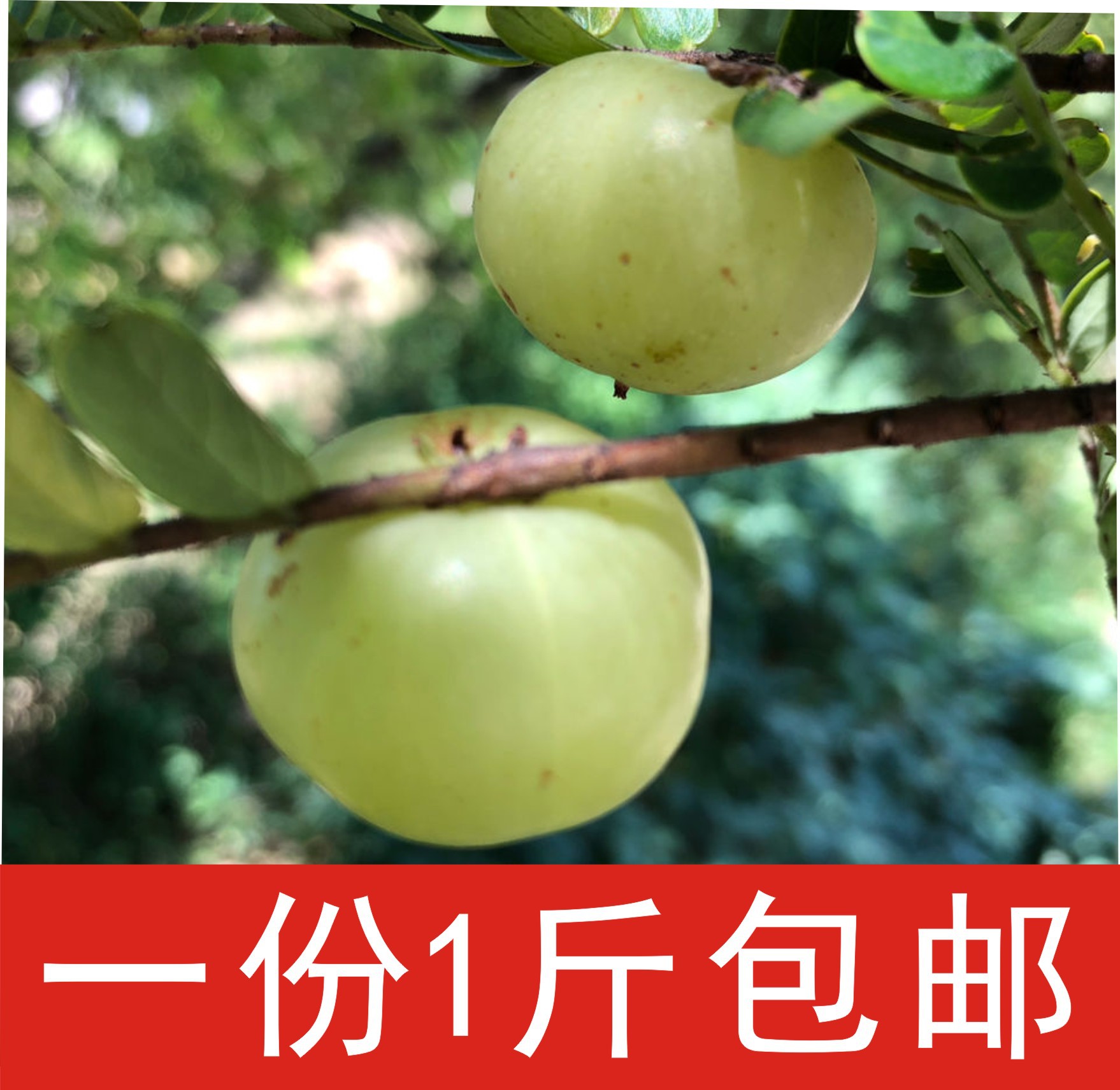新鲜采摘青油甘果余甘果牛甘果滇橄榄果孕妇酸水果余甘子1斤包邮