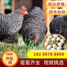 纯种芦花鸡活体一斤青年鸡脱温鸡苗汶上芦花鸡成年鸡半大鸡散养