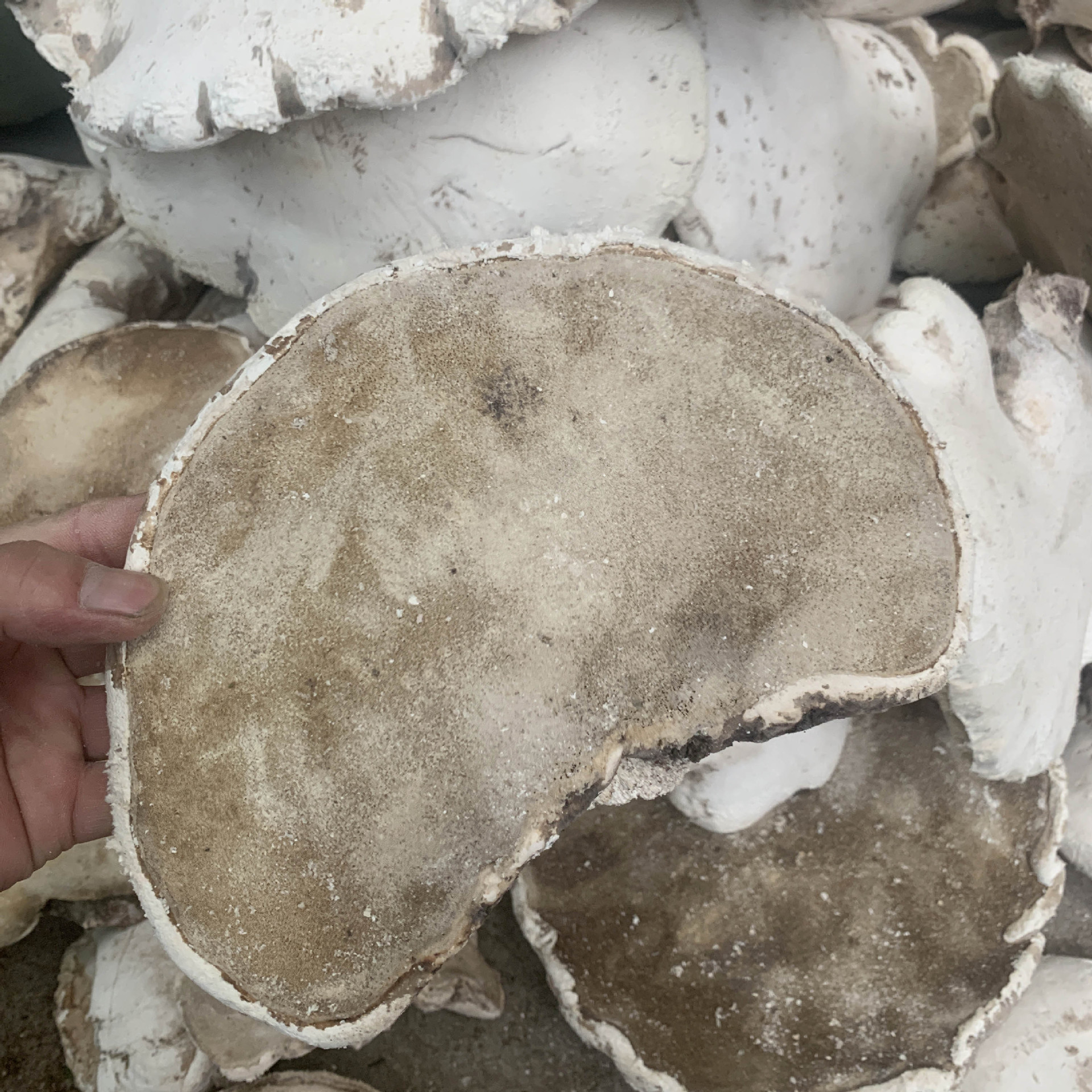 灵芝批发 长白山白灵芝 产地货源东北特产白灵芝500g散