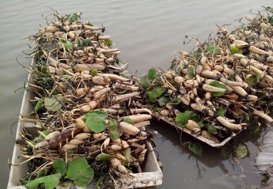 荷花苗盆栽水养莲藕种根苗食用藕种藕苗莲花观赏种藕水生植物四季