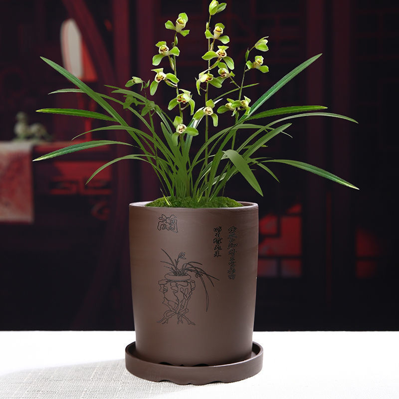 紫砂兰花盆大口径君子兰盆透气陶瓷盆专用盆带托盘瓷盆景桌面