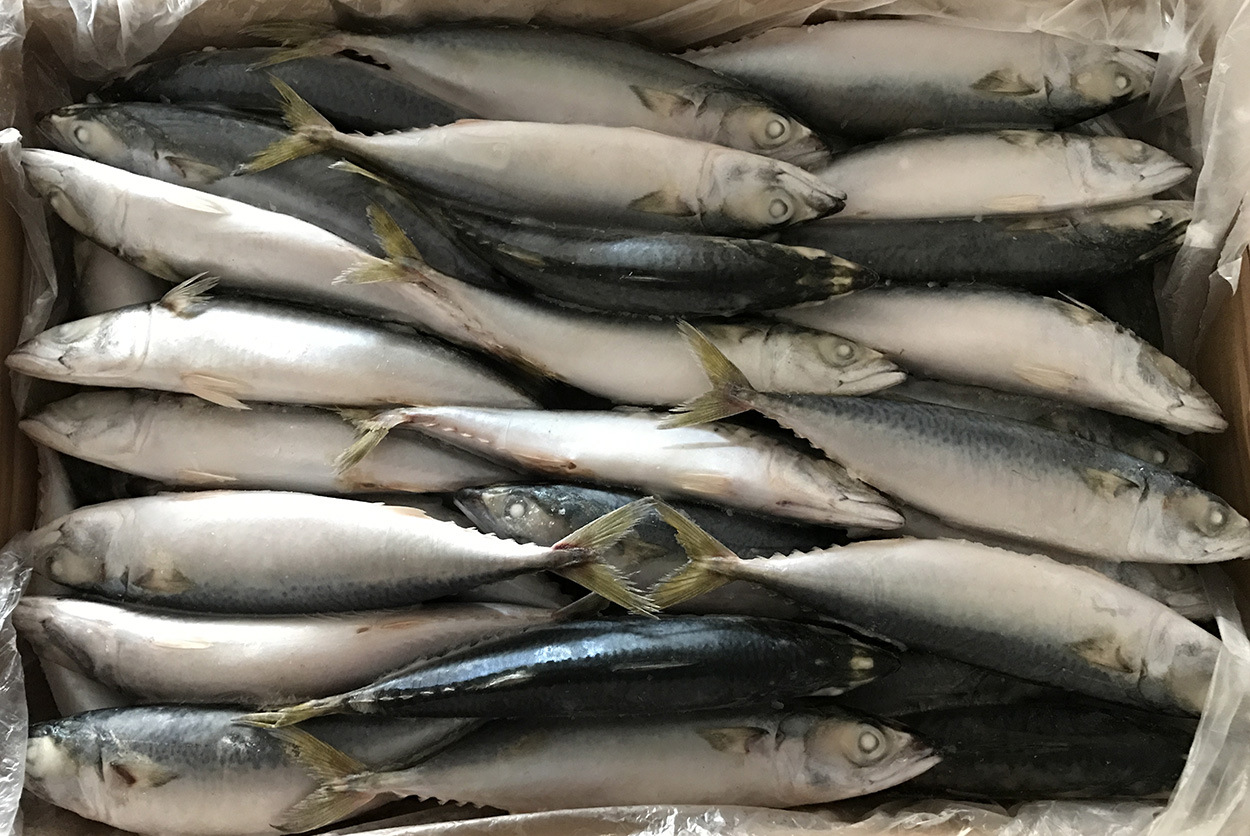 块冻灯光围网a 60-80条鲭鱼冷冻水产青花鱼冻货青占鱼油胴速冻品