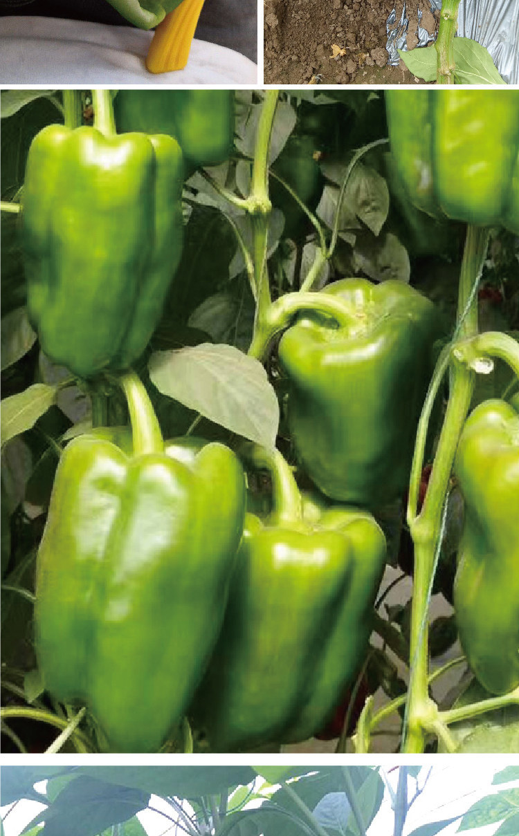 时田太空椒种子大果肉厚多果甜椒种籽广适中早熟甜椒种子厂家批发