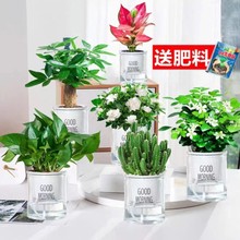 绿萝发财树吊兰花卉盆栽植物室内文竹多肉甲醛水培小绿植好养吸除