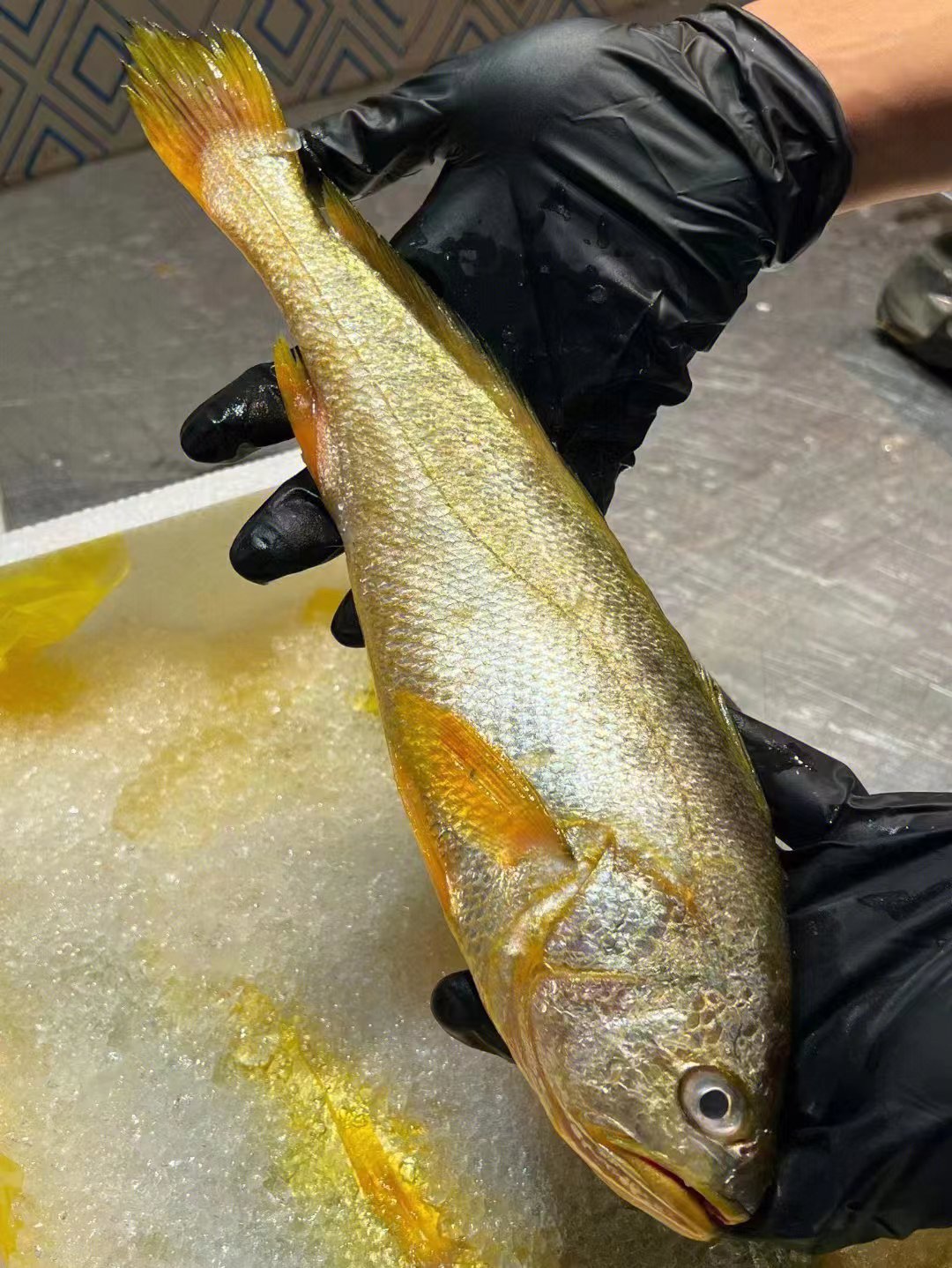 舟山新鲜海鲜 新鲜大黄鱼 海钓黄花鱼 每条1-1.2斤-阿里巴巴