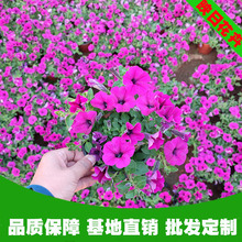 垂钓牵牛花盆栽青州优质花卉批发景观绿化工程垂吊矮牵牛花