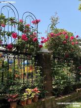 铁线莲月季爬藤架子蔷薇植物攀爬网花架户外庭院花园铁艺栅栏支架