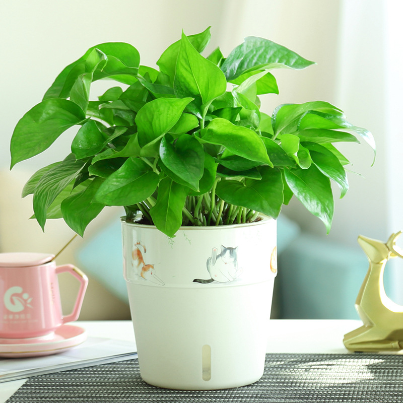 绿叶植物萝盆栽大室内吊兰客厅绿培植长垂吸水藤箩绿花卉植吊