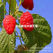 丁康树莓苗双季覆盆子果树苗盆栽地栽南北方当年结果红黄黑树莓苗