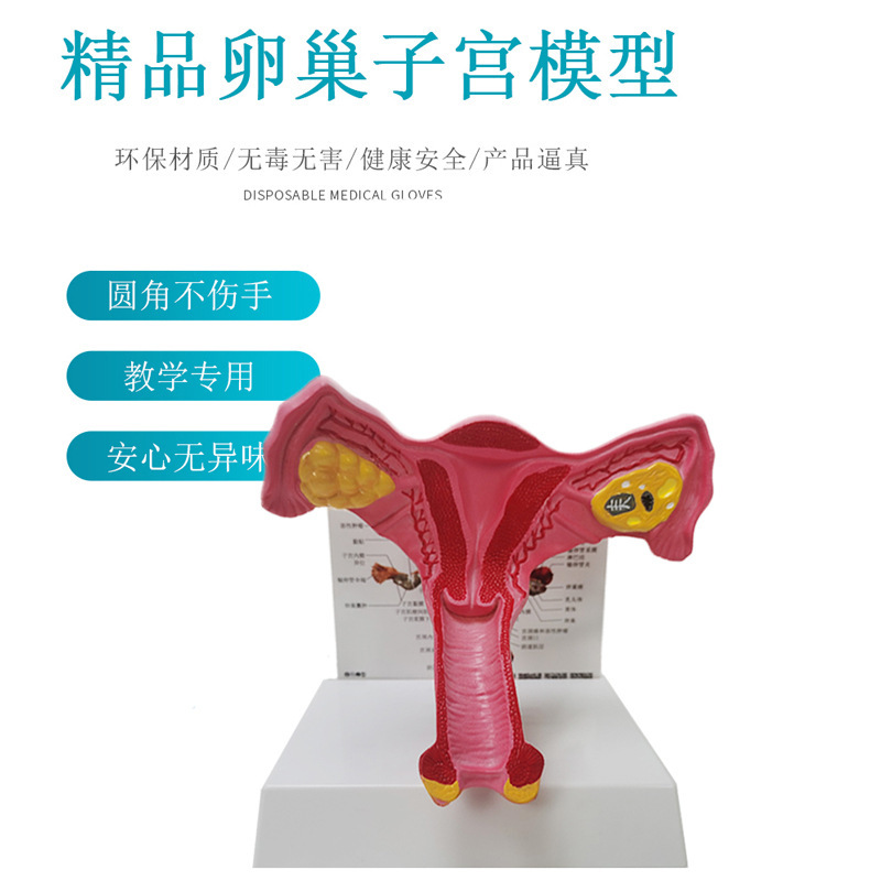 ly human anatomy model female internal reproductive official ovarian uterus model reproductive structure display teaching