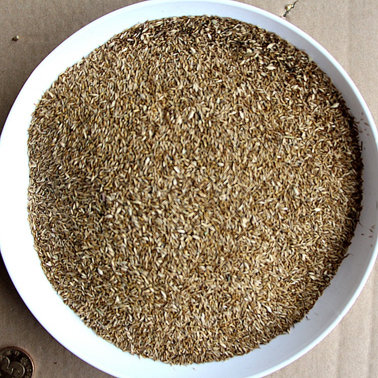 基地批发草坪种子 结缕草种子 结缕草 高尔夫球场用量大优惠