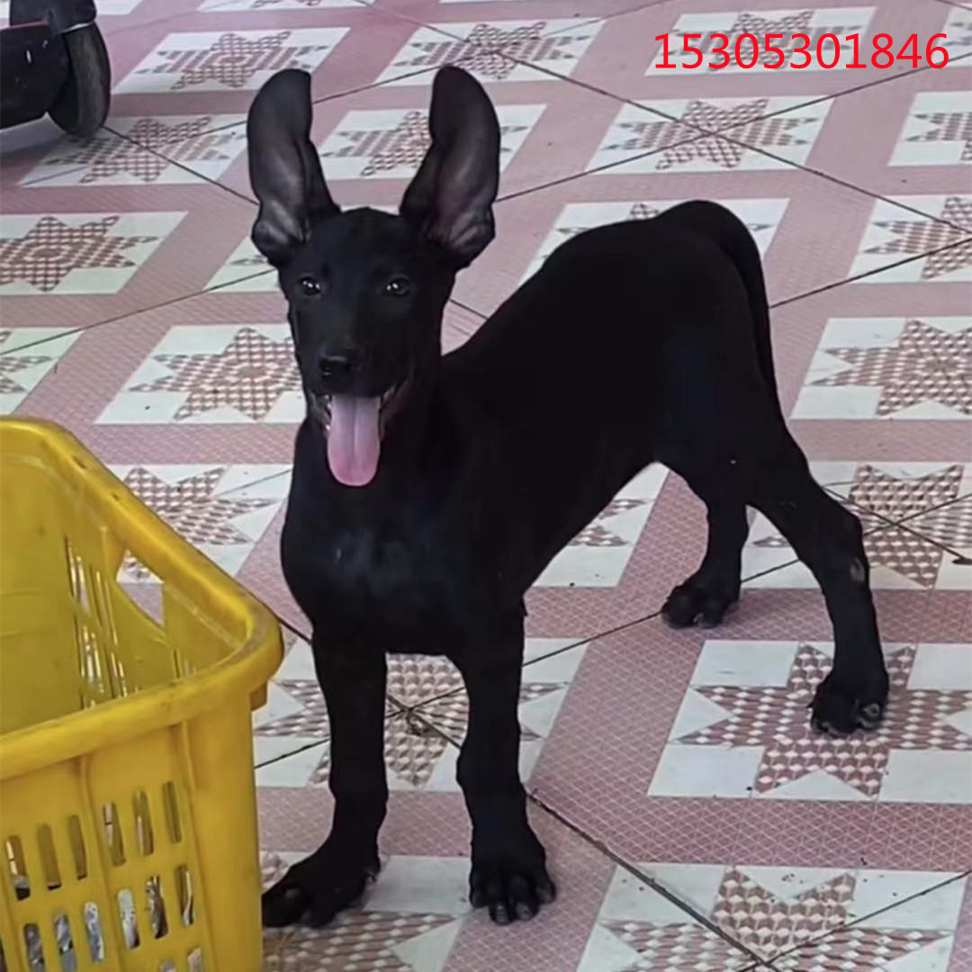 黑狼活体幼犬出售大体黑狼犬全身黑色骨架大活物狗狗哪里有卖