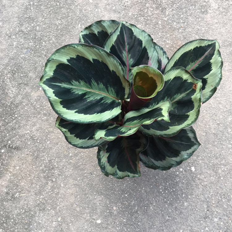 【基地直销】室内观叶小盆栽绿植110#夜天使竹芋去甲醛