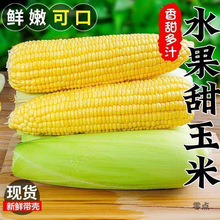 云南露天水果玉米现摘甜玉米棒生吃牛奶爆浆闪电批发